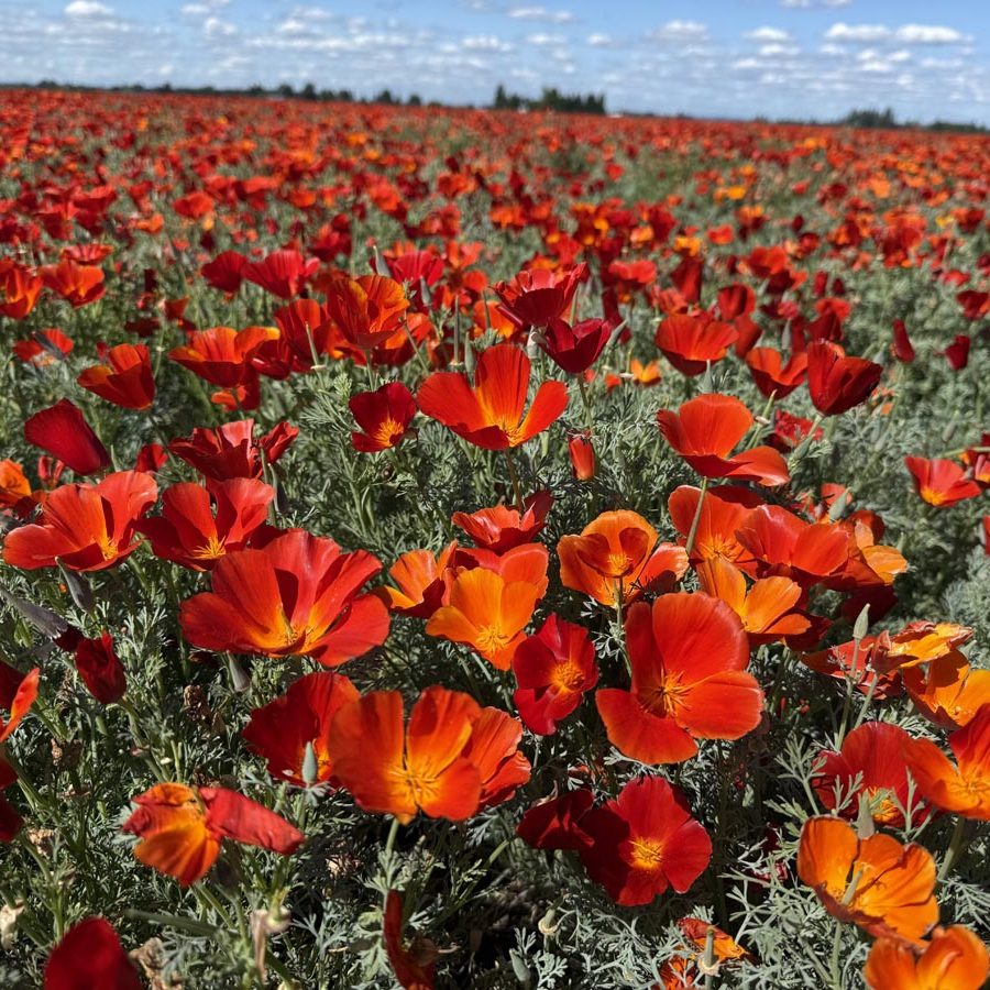 Silverton Wildflower Tours
