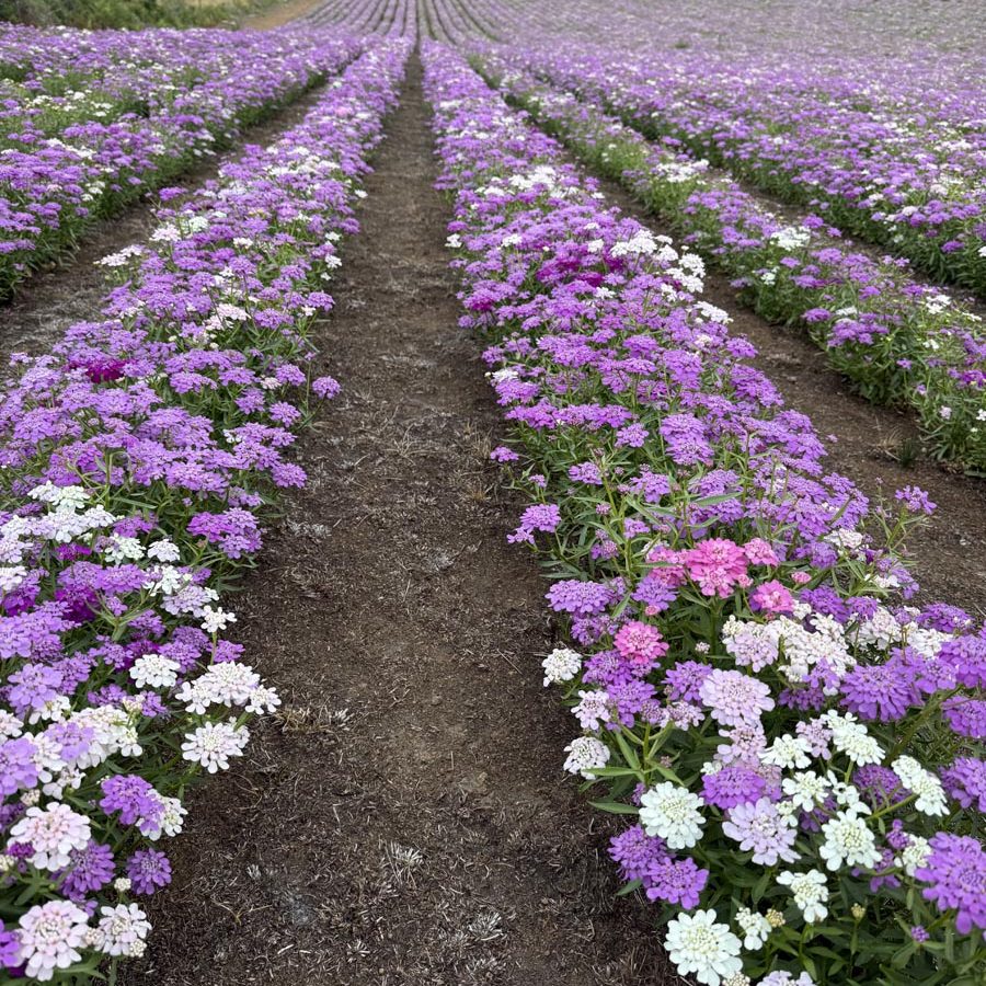 Silverton Wildflower Tours