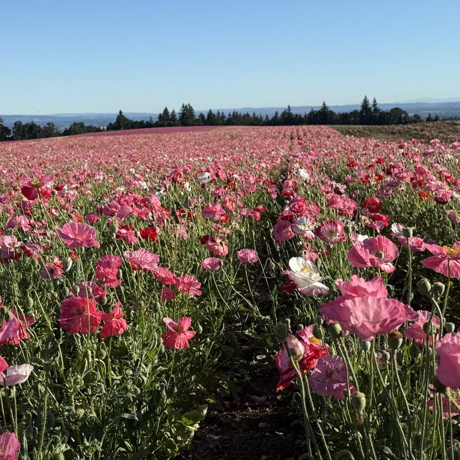 Silverton Wildflower Tours