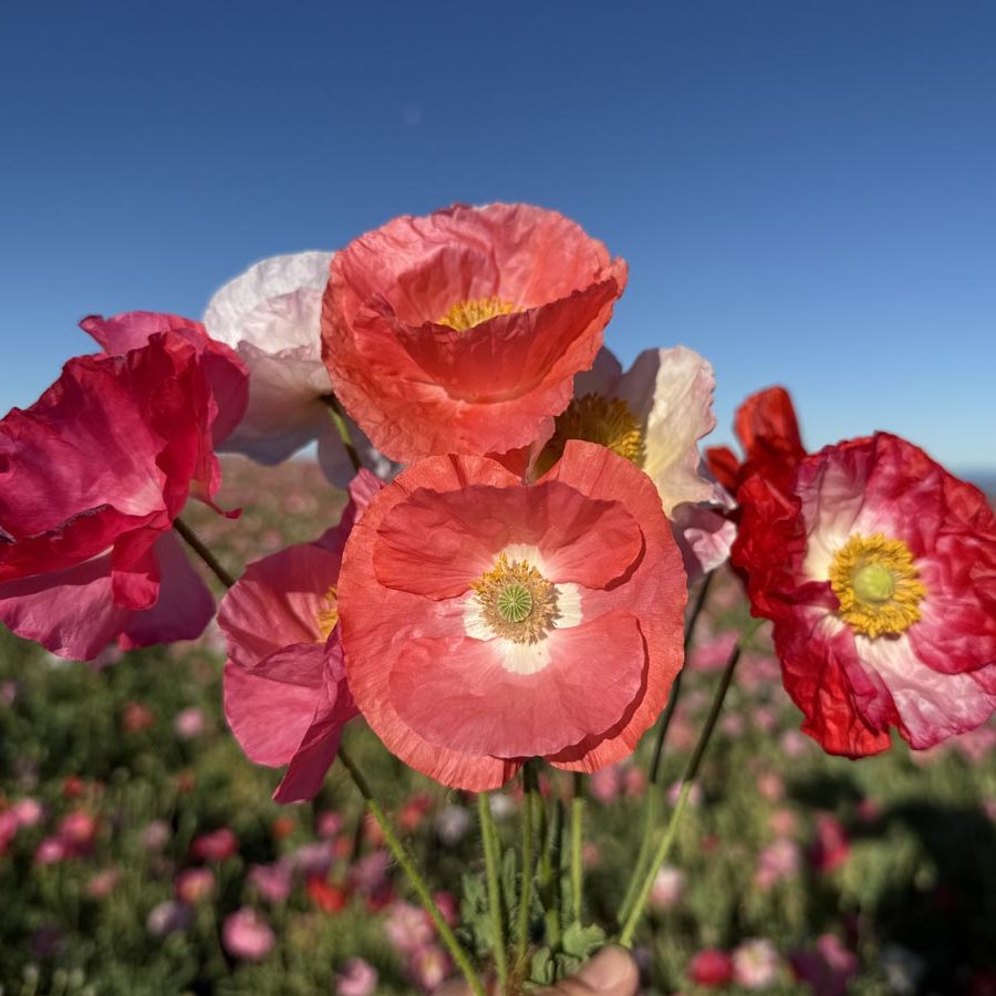 Silverton Wildflower Tours