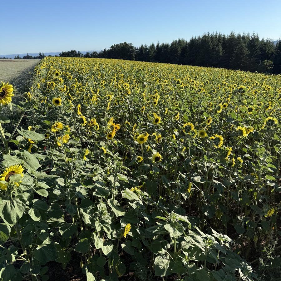Silverton Wildflower Tours