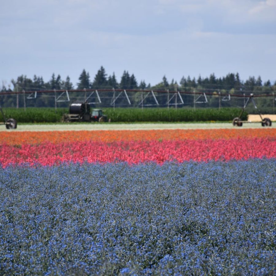 Silverton Wildflower Tours