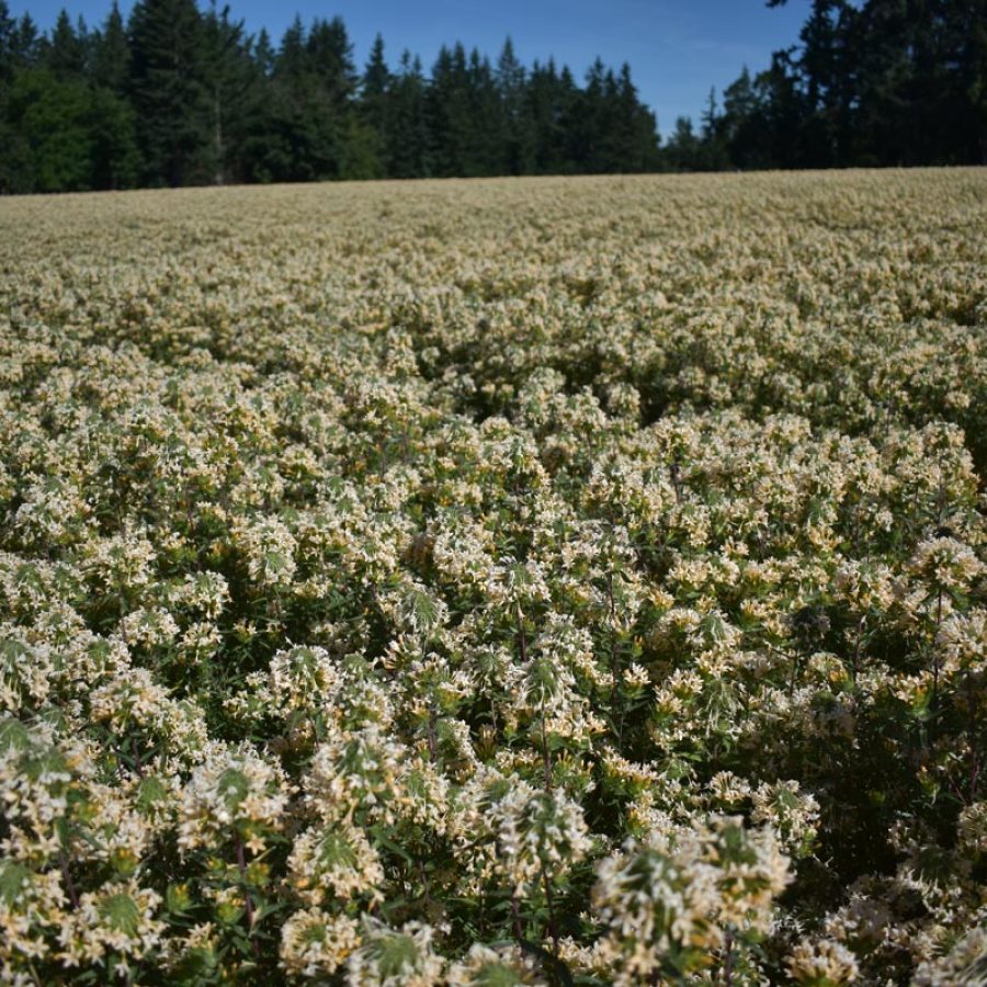 Silverton Wildflower Tours