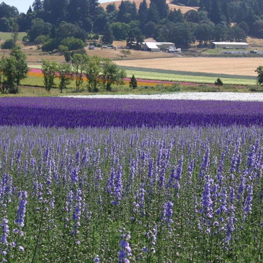 Silverton Wildflower Tours