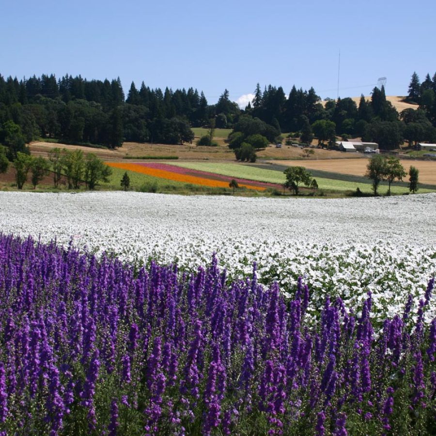 Silverton Wildflower Tours