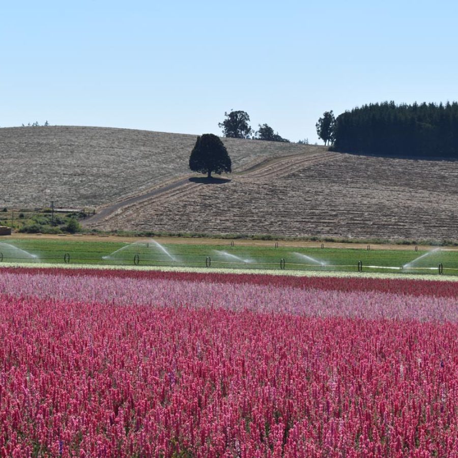 Silverton Wildflower Tours