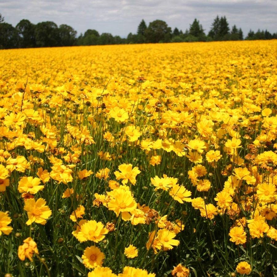 Silverton Wildflower Tours