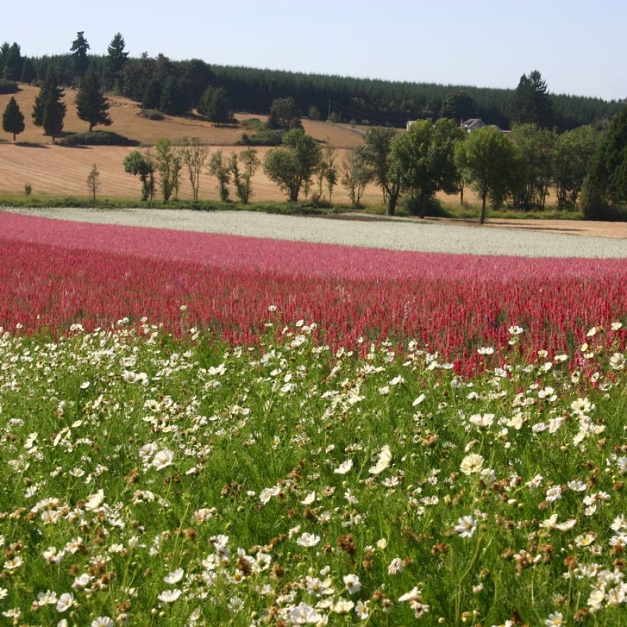 Silverton Wildflower Tours