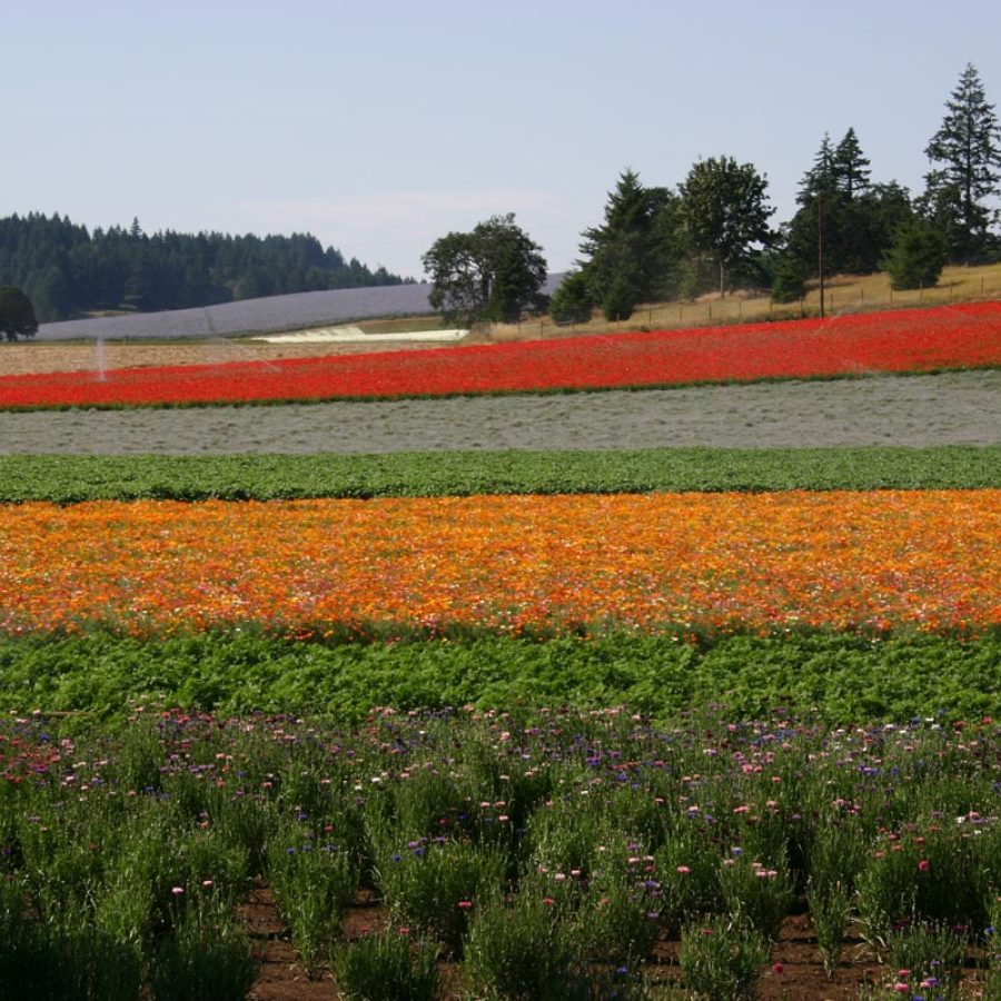 Silverton Wildflower Tours