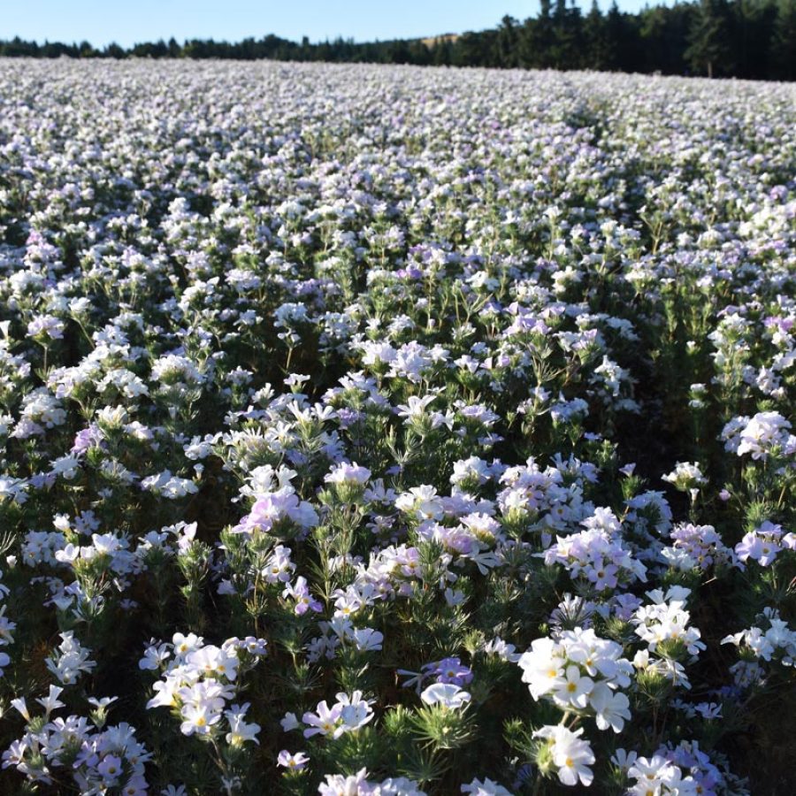 Silverton Wildflower Tours
