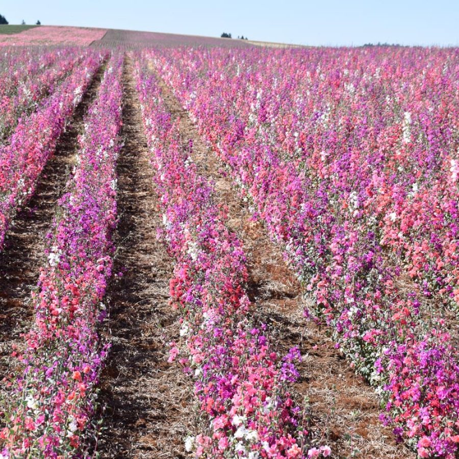 Silverton Wildflower Tours