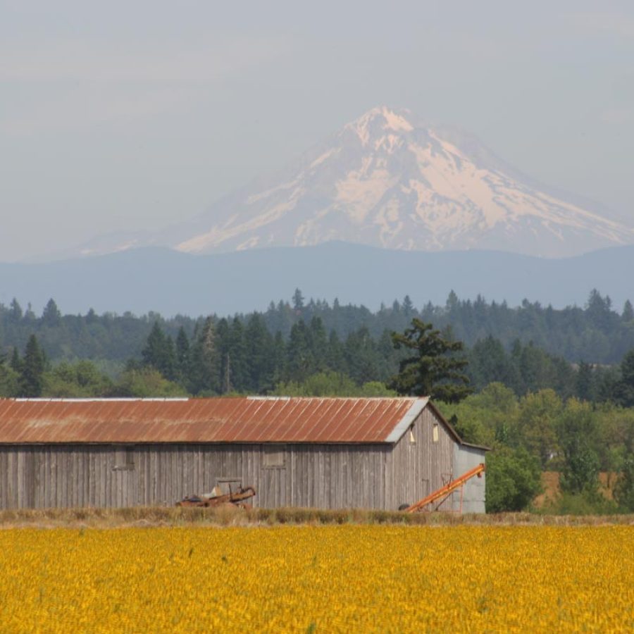 Silverton Wildflower Tours