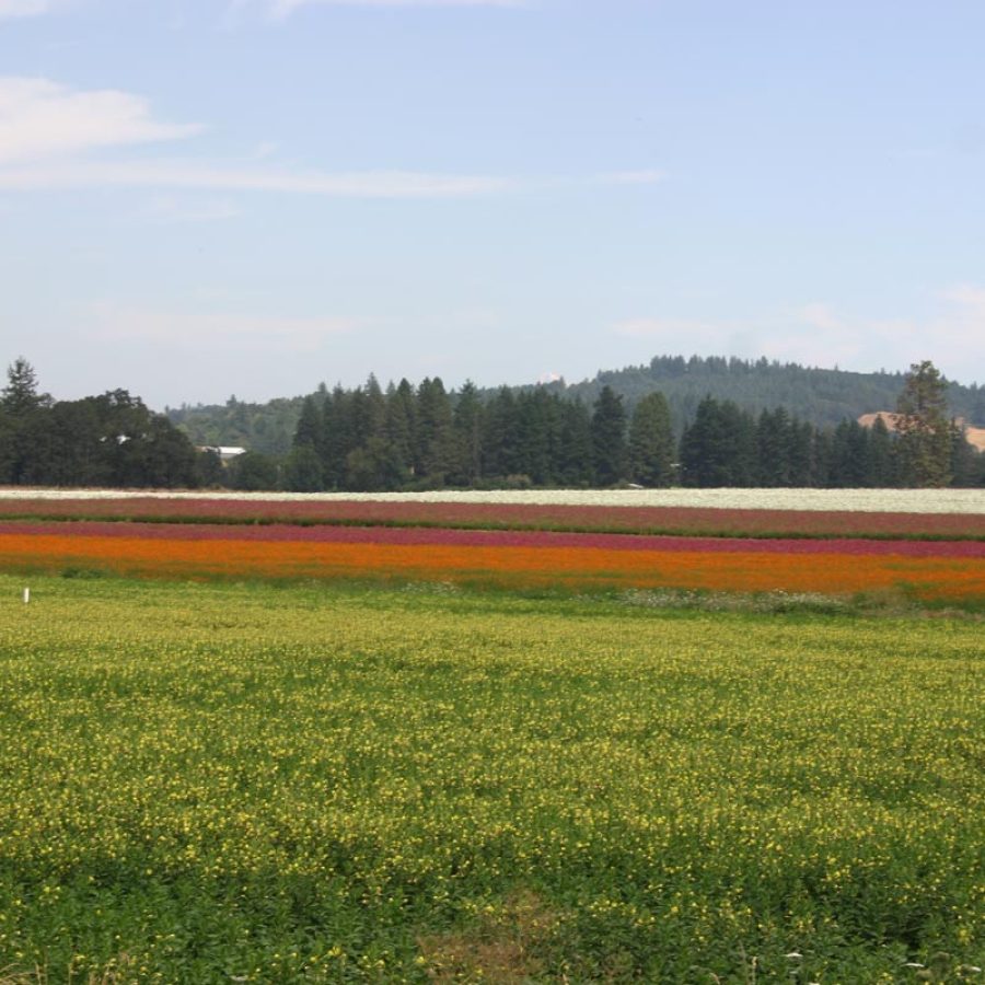 Silverton Wildflower Tours