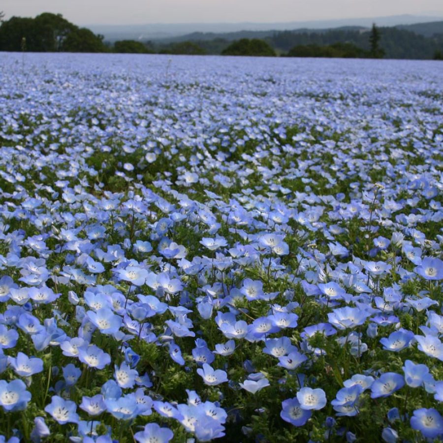 Silverton Wildflower Tours