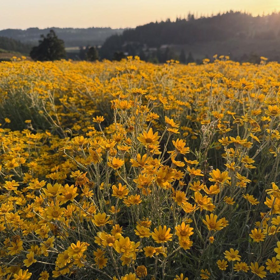 Silverton Wildflower Tours