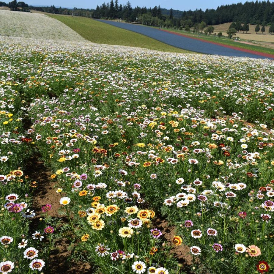 Silverton Wildflower Tours