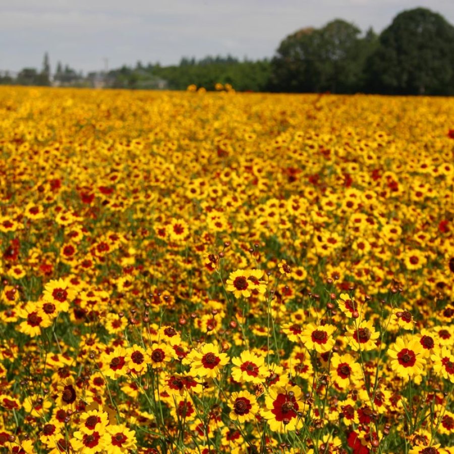 Silverton Wildflower Tours