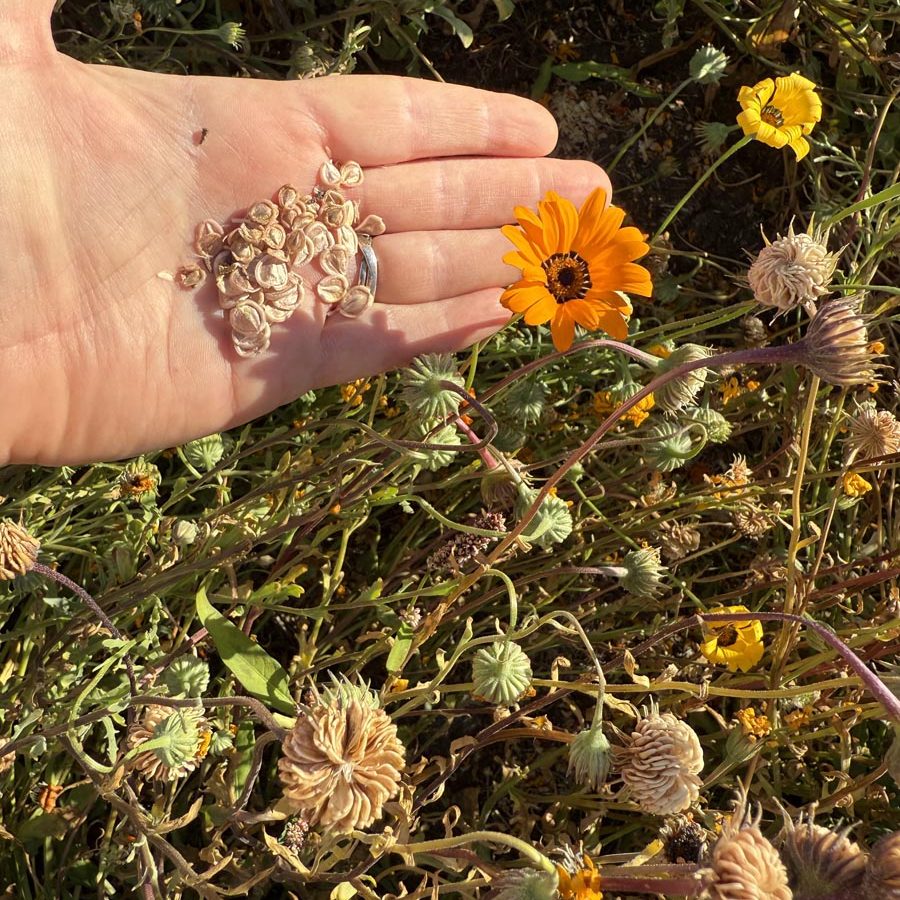 Silverton Wildflower Tours