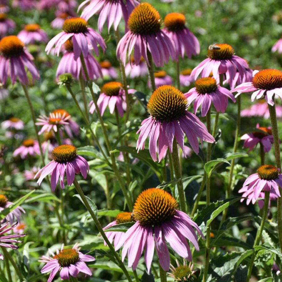 Silverton Wildflower Tours