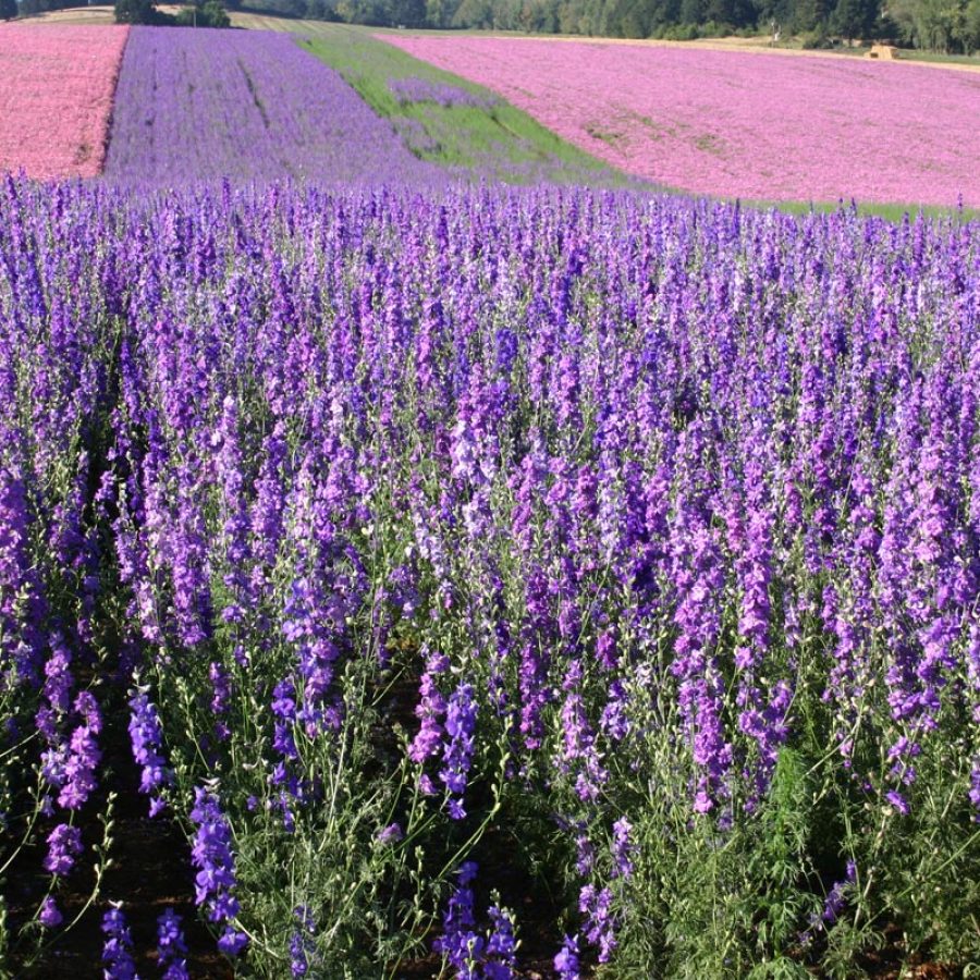 Silverton Wildflower Tours