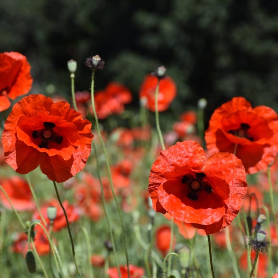 Silverton Wildflower Tours