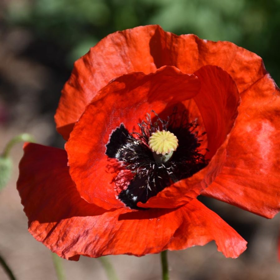 Silverton Wildflower Tours