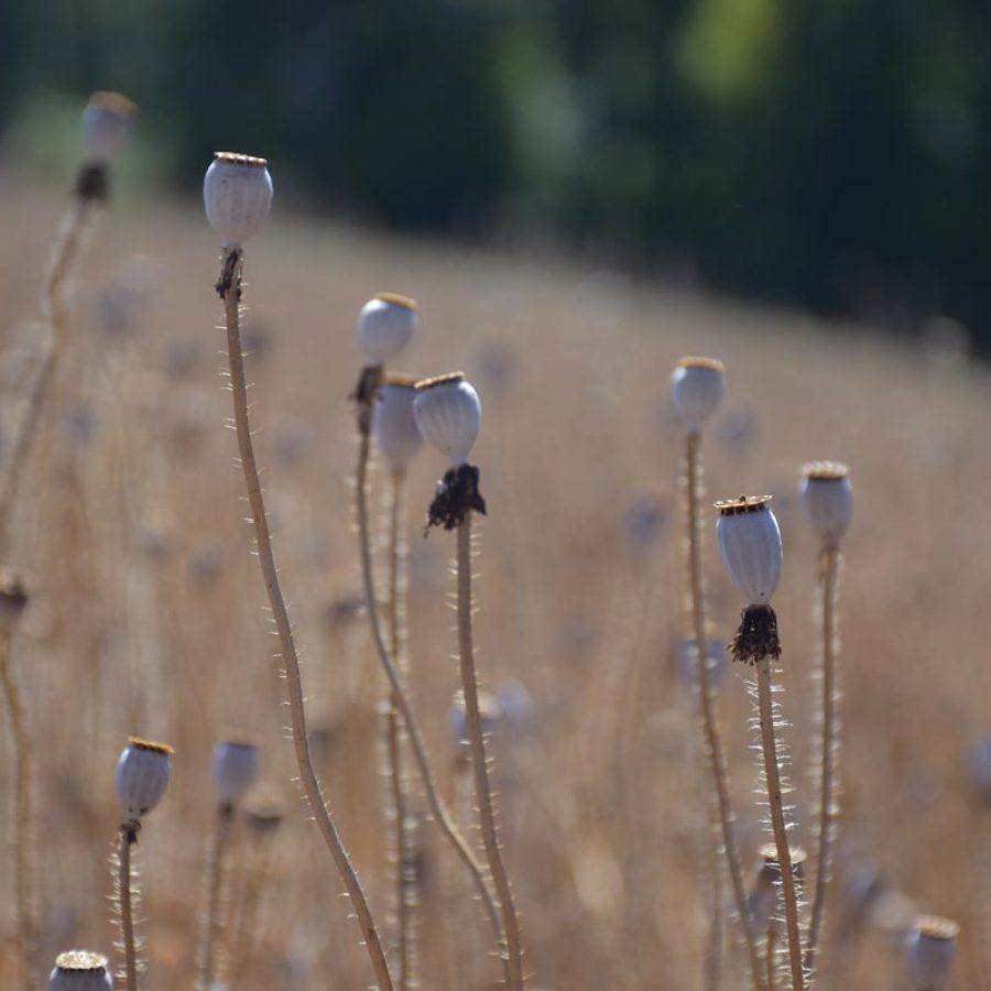 Silverton Wildflower Tours