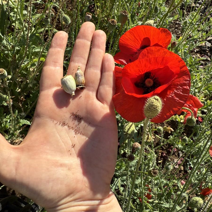 Silverton Wildflower Tours