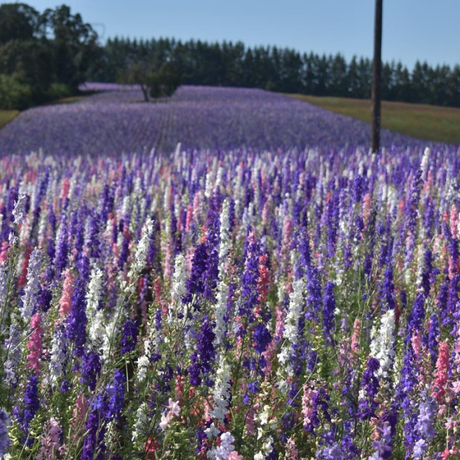 Silverton Wildflower Tours