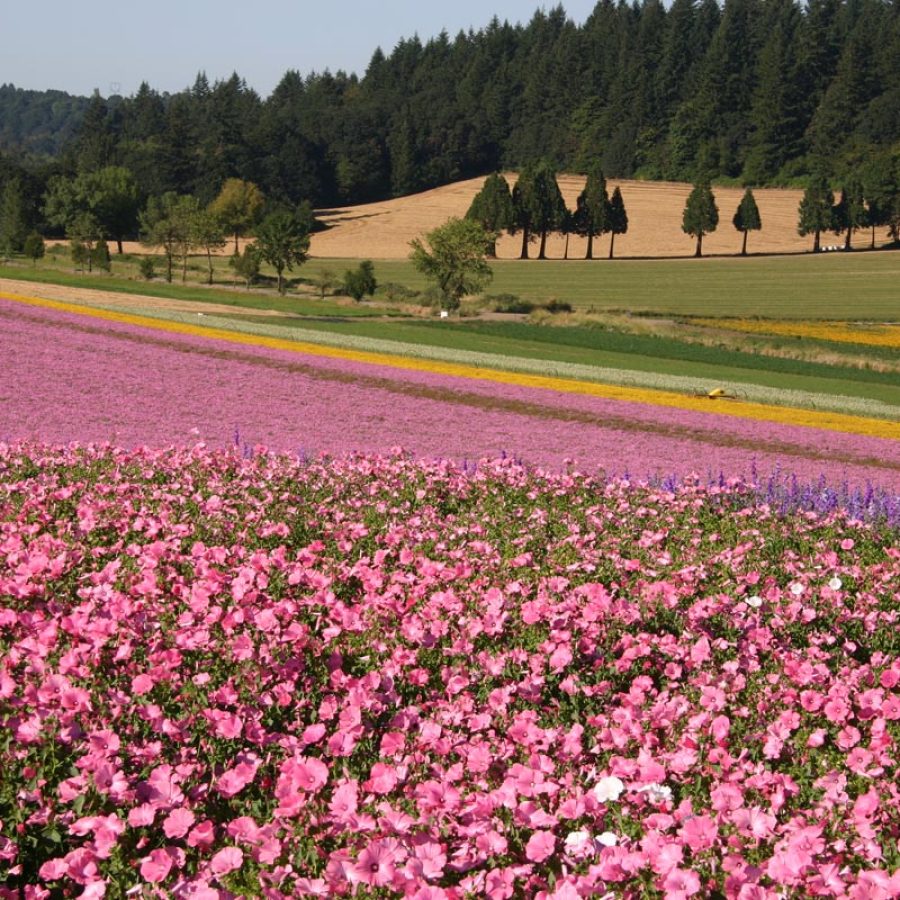Silverton Wildflower Tours