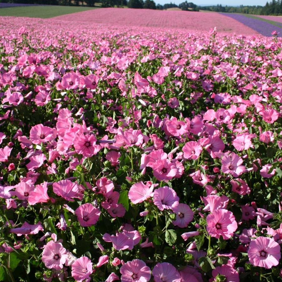 Silverton Wildflower Tours