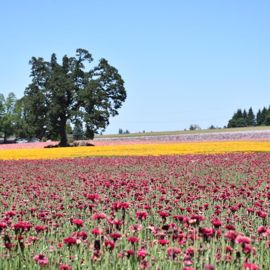 Silverton Wildflower Tours