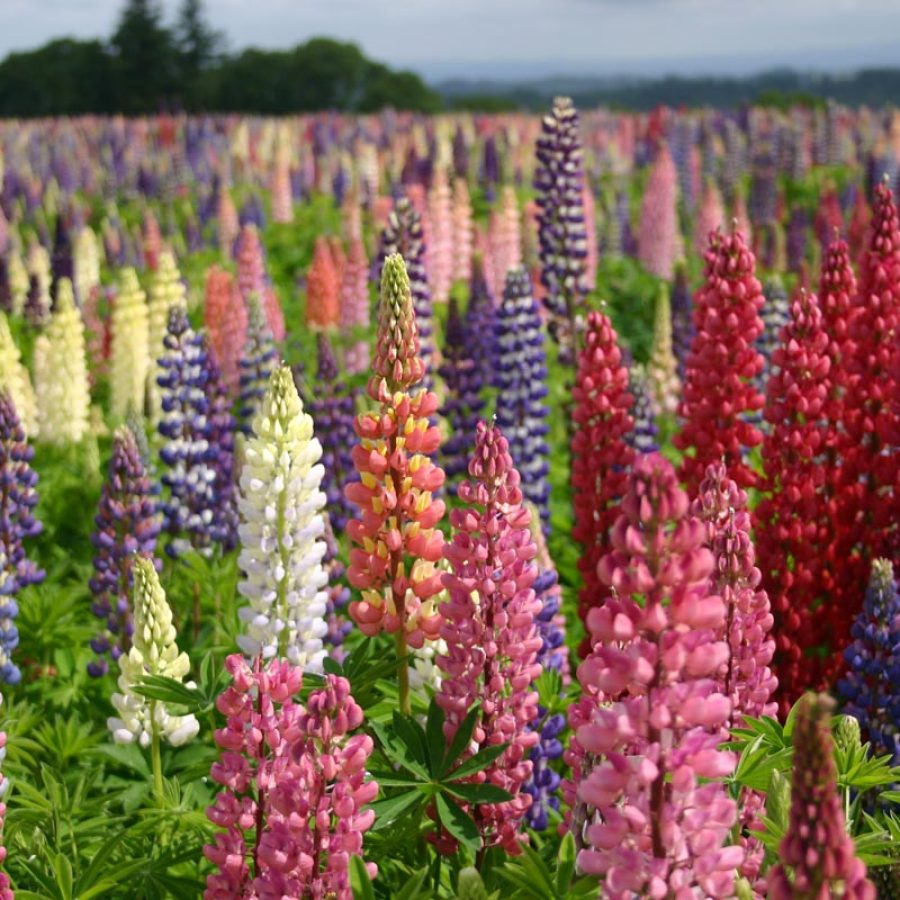 Silverton Wildflower Tours
