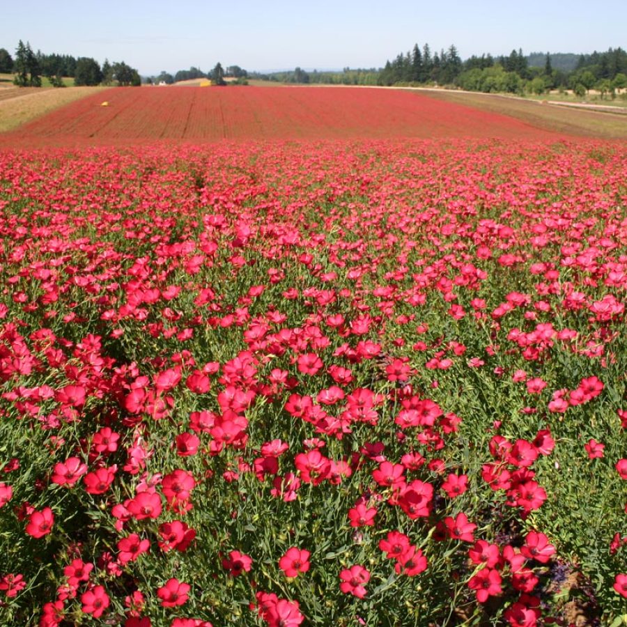 Silverton Wildflower Tours