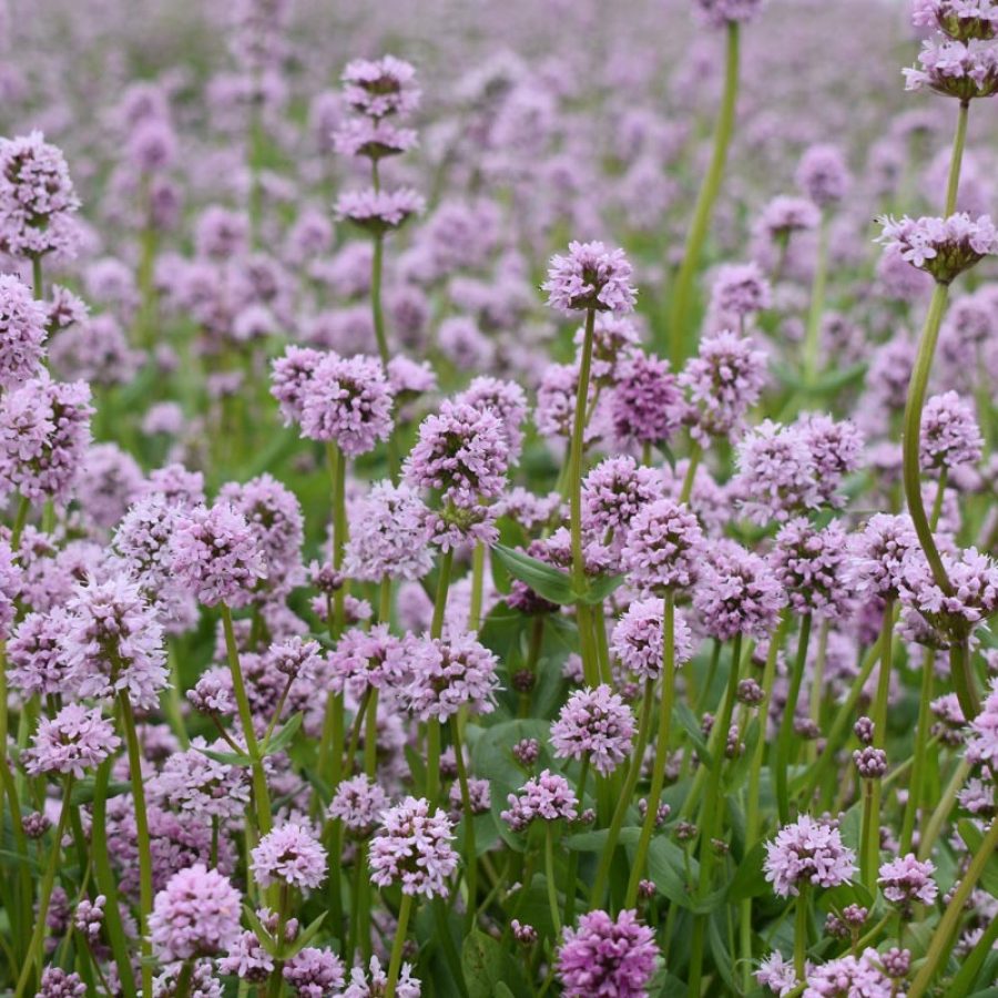 Silverton Wildflower Tours