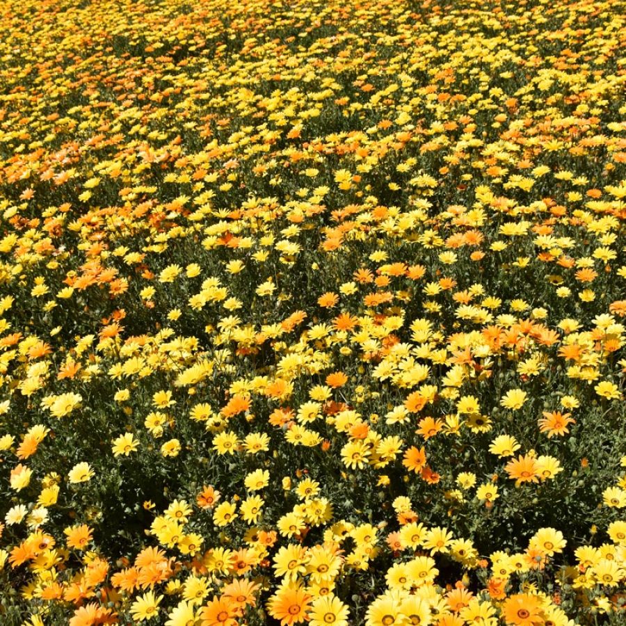 Silverton Wildflower Tours