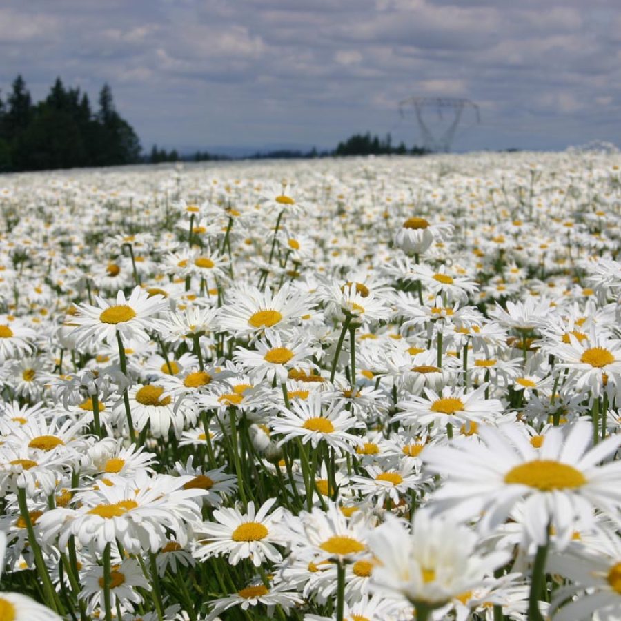 Silverton Wildflower Tours