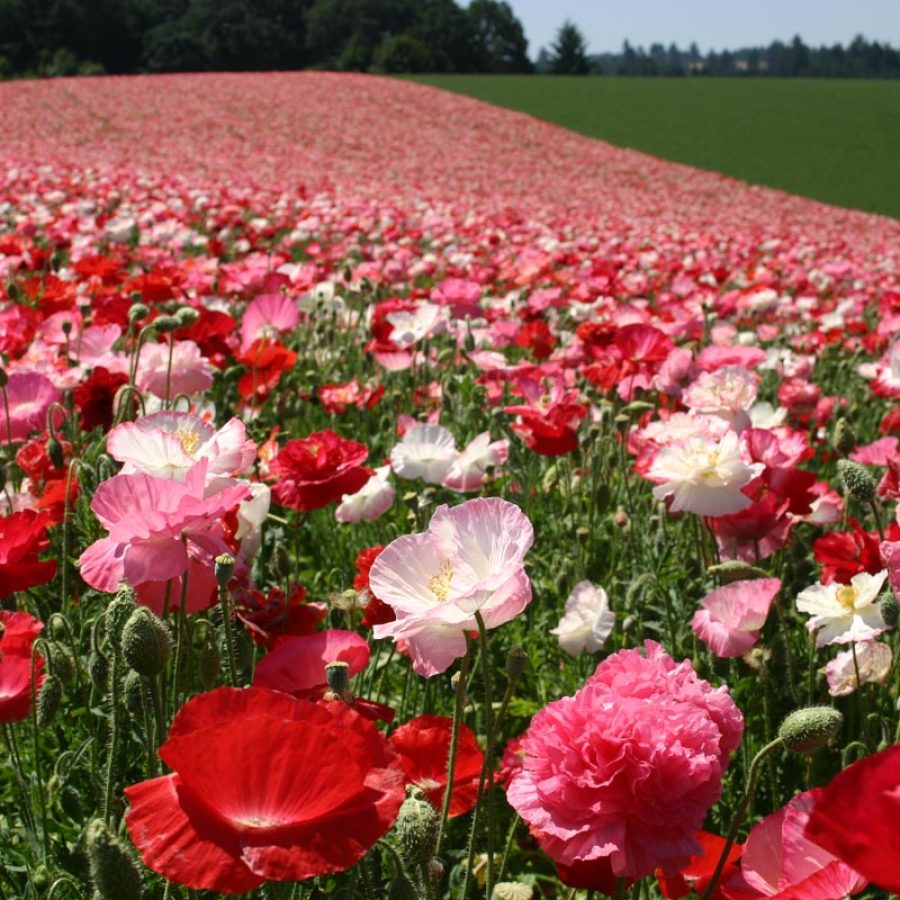 Silverton Wildflower Tours