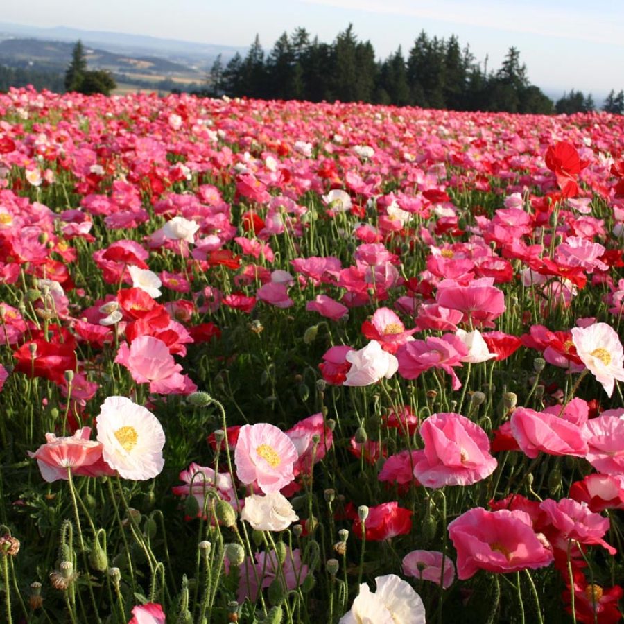 Silverton Wildflower Tours