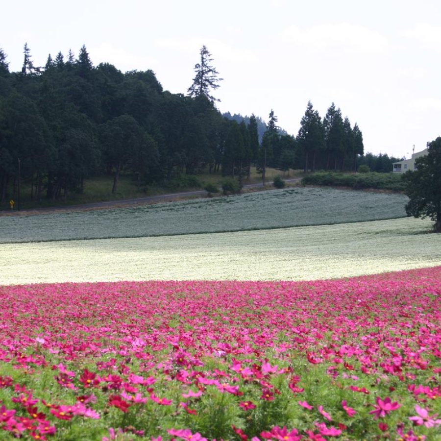 Silverton Wildflower Tours