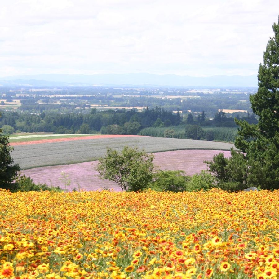 Silverton Wildflower Tours
