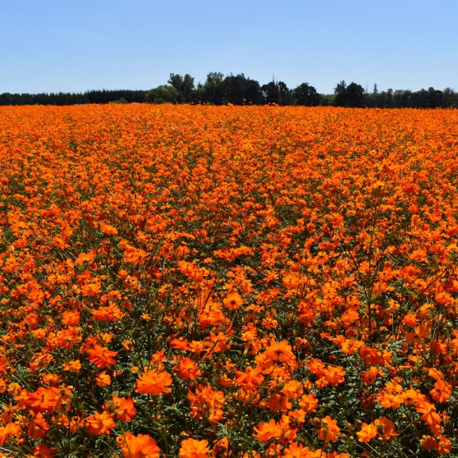 Silverton Wildflower Tours