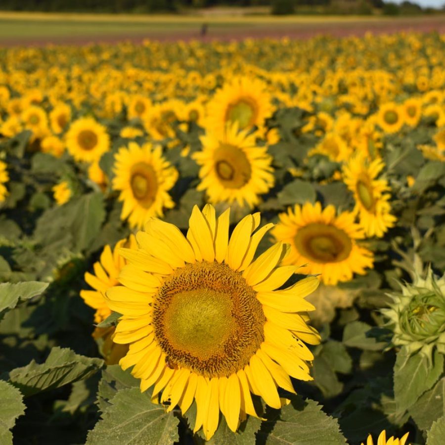 Silverton Wildflower Tours