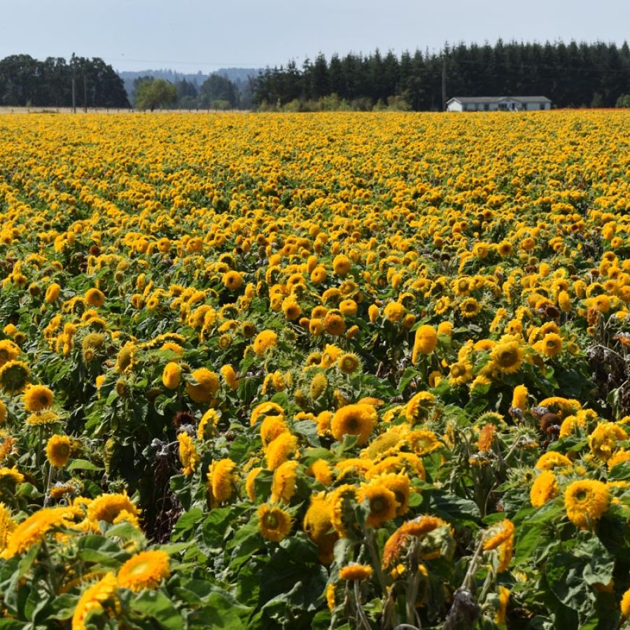 Silverton Wildflower Tours