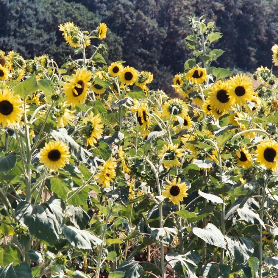 Silverton Wildflower Tours