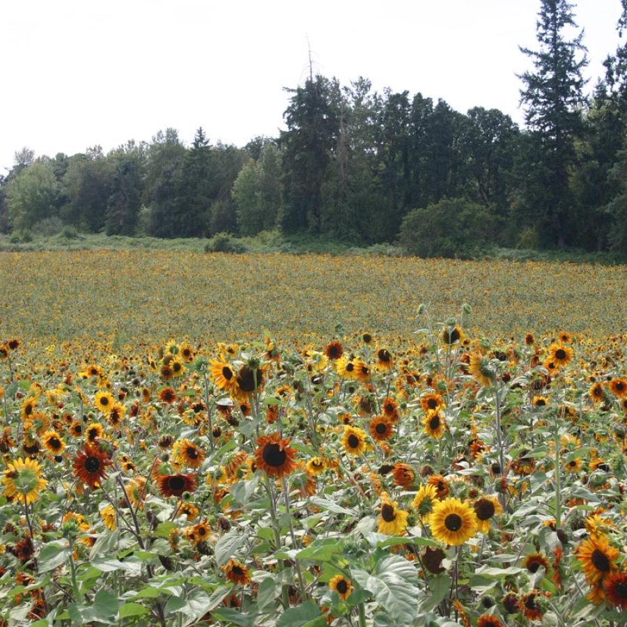 Silverton Wildflower Tours