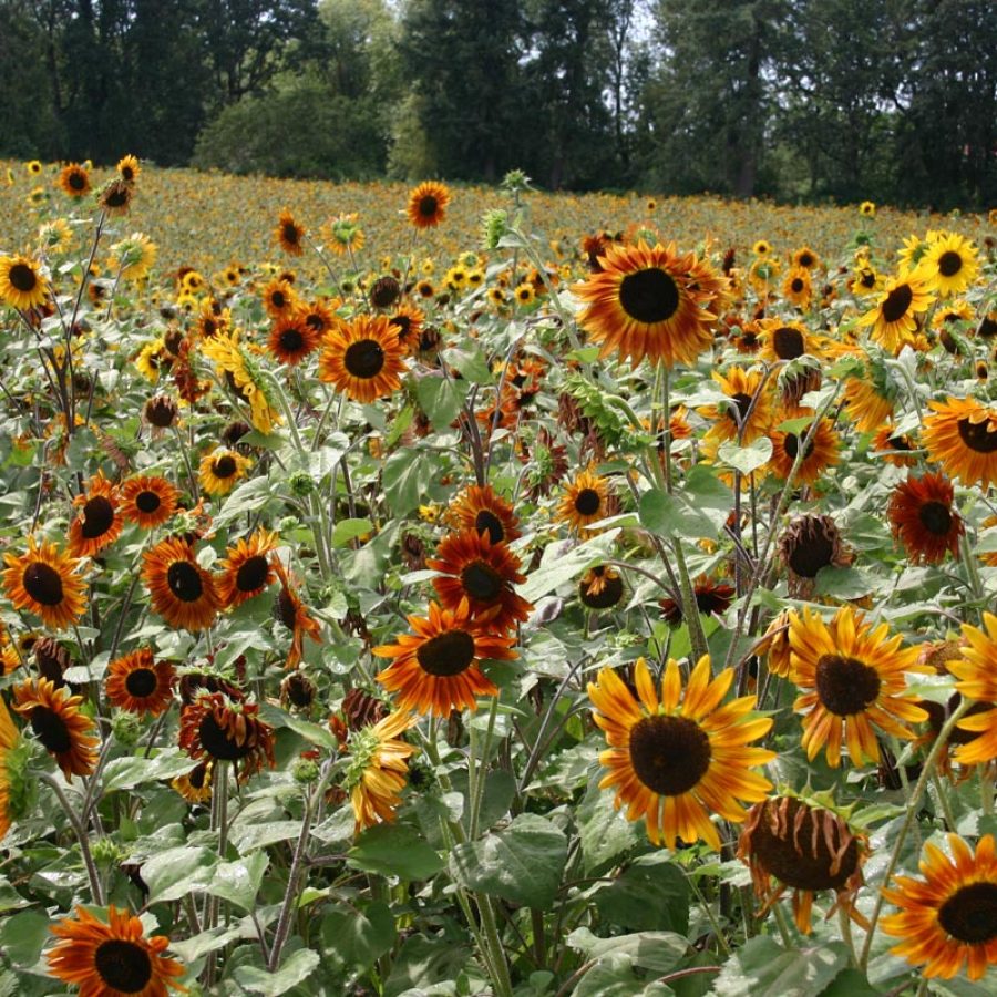 Silverton Wildflower Tours
