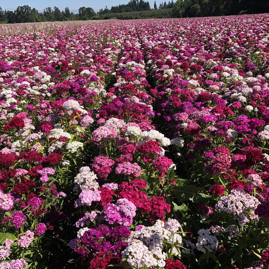 Silverton Wildflower Tours