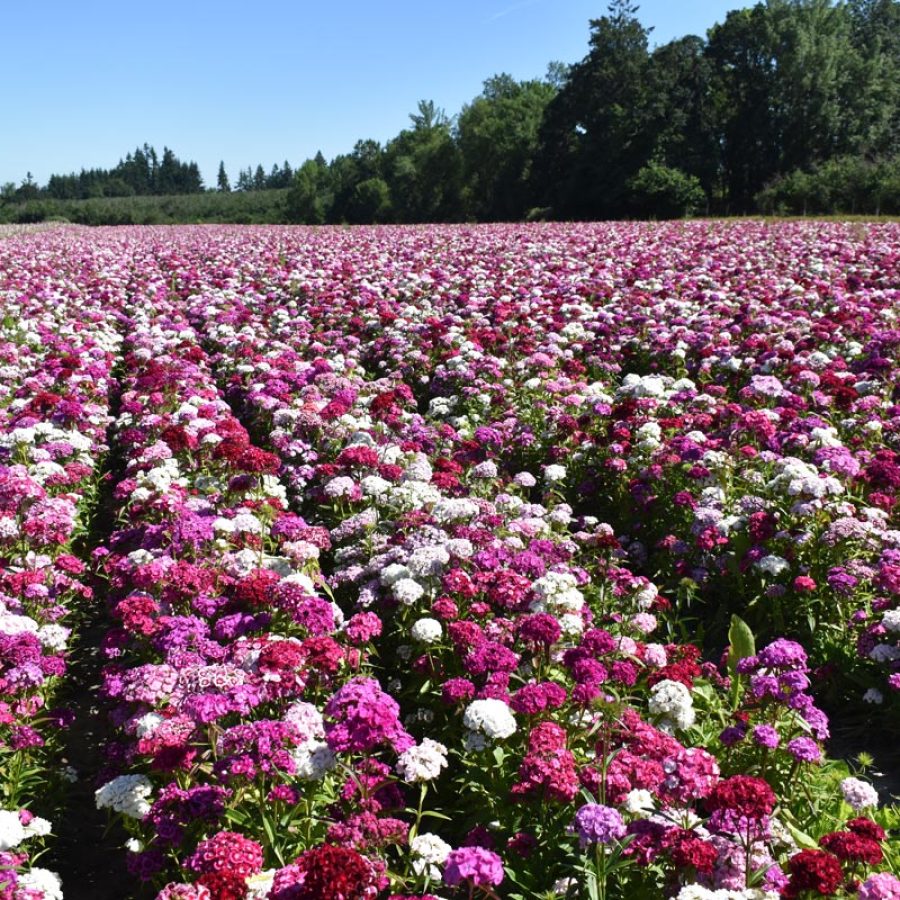Silverton Wildflower Tours