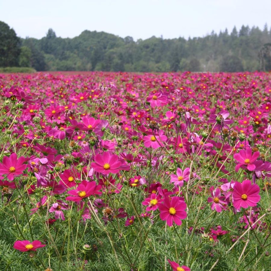 Silverton Wildflower Tours